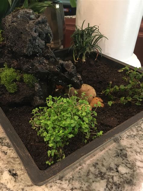 Mini garden with rock waterfall I made over break : r/gardening