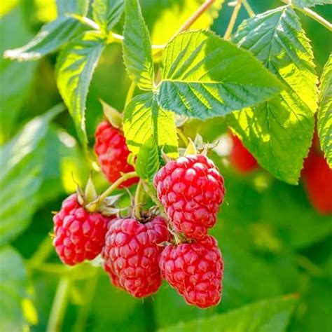 2 Thornless Raspberry Plants Live For Planting Red Raspberry Bushes