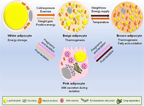 Frontiers Epigenetic Regulation Of Adipogenesis In Development Of