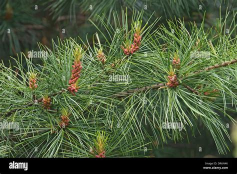 Korean Pine Trees Hi Res Stock Photography And Images Alamy