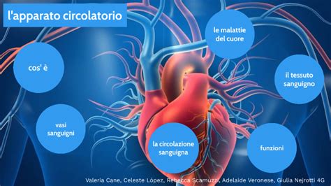 Apparato Cardiocircolatorio By Celeste Lopez On Prezi