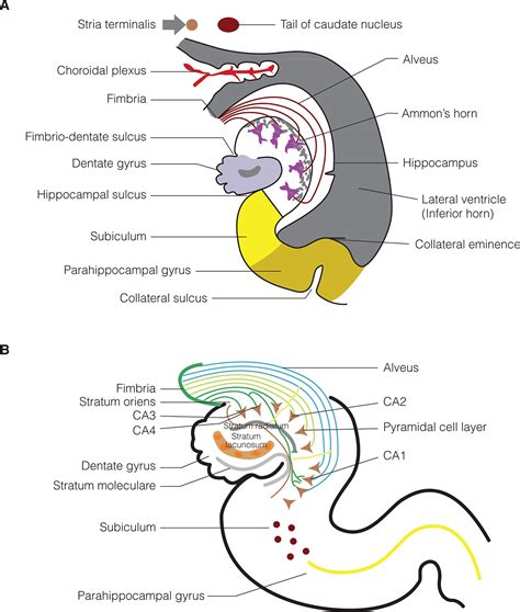 Human Hippocampus Layers