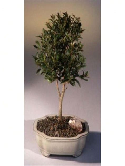 Unbeatablesale Bonsai Boy E Flowering Brush Cherry Tree Eugenia