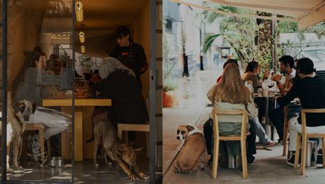 Nuestros Restaurantes Pet Friendly Favoritos En La Cdmx