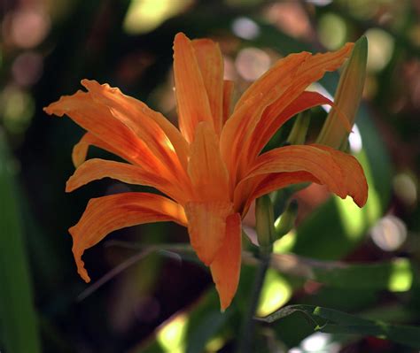 Wild Daylilies 1167 H2 Photograph By Steven Ward Fine Art America