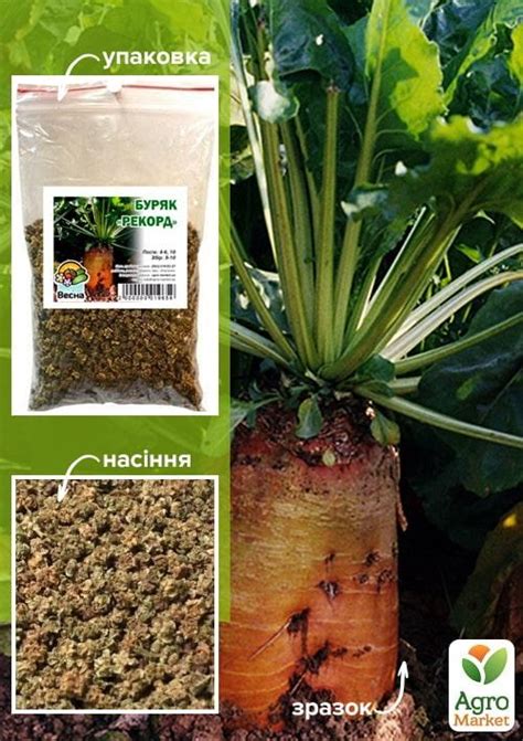 Свекла Кормовая "Рекорд" ТМ "Весна" 100г купить почтой в Одессе, Киеве ...