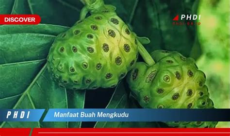 Ketahui 7 Manfaat Buah Mengkudu Yang Bikin Kamu Penasaran