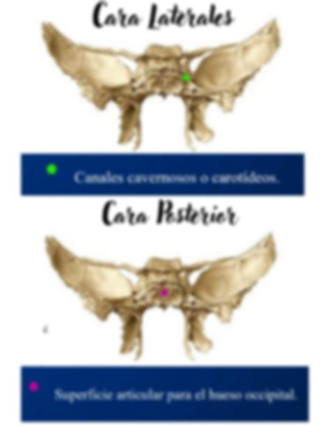 Solution Hueso Esfenoides Reparos Anatomicos Constitucion Y Elementos