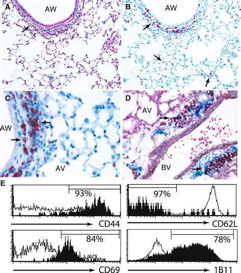 The Collagen Binding α1β1 Integrin VLA 1 Regulates CD8 T Cell Mediated