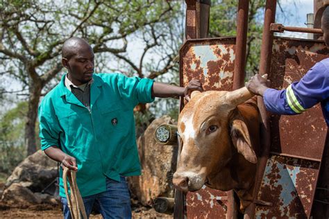 World Veterinary Day Equipping South African Vets To Take The Best