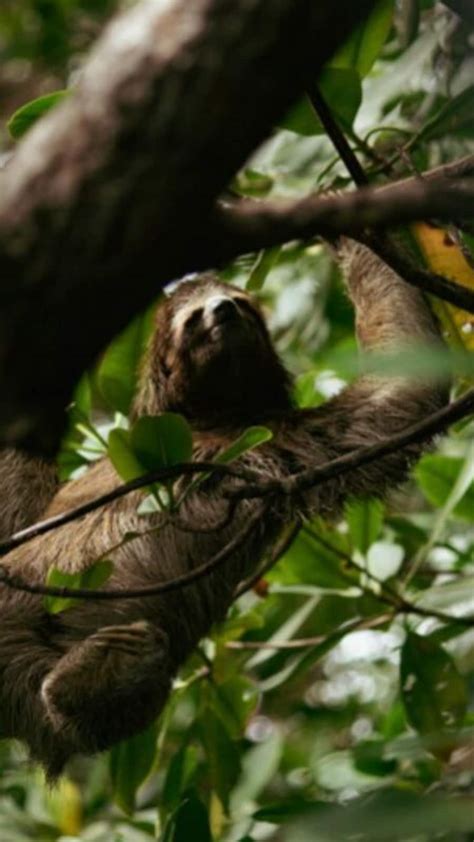 5 animals with the most unique body shapes