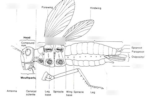 Insect Diagram