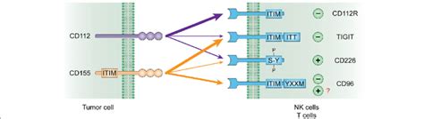 Cd Cd And Cd Tigit Cd R Cd Pathway Cd Tigit Cd R