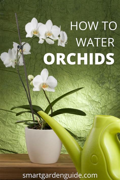 Watering The Orchids Home And Garden Reference