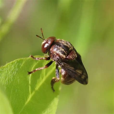 ant fly field station