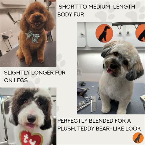 Furry Land | Knoxville TN