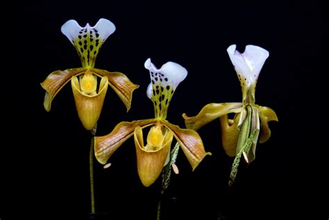 Paphiopedilum Gratixianum