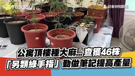 公寓頂樓種大麻查獲46株 「另類綠手指」勤做筆記提高產量 Youtube