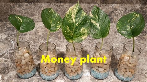 Money Plant Propagation And Decoration With A Small Pebble In The Water