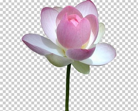 Nelumbo Nucifera Water Lilies Flower Pink PNG Clipart Aquatic Plant