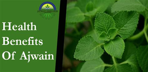 Benefits Of Ajwain Ajwain Suppliers In India Jgbc Farms