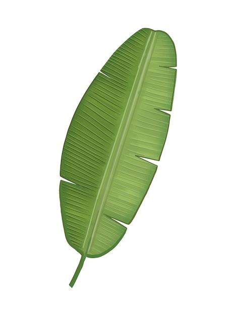 Ilustraci N De Hoja De Pl Tano Verde Tropical Vector Gratis