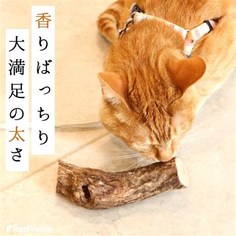 猫 おもちゃ 猫じゃらし またたび マタタビ ストレス解消 国産 日本製 枝 スティック 正規品 【2本入】bigまたたびの木 ポンポリース