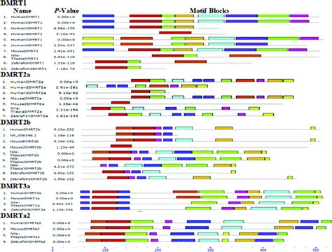 A Motif Blocks Of All DMRT Protein Of Nile Tilapia With Other