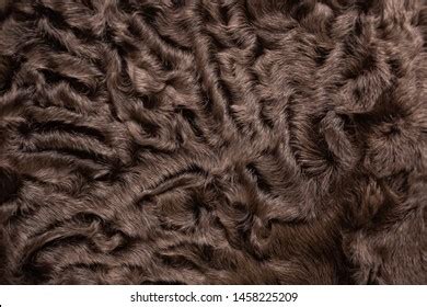 Astrakhan Natural Fur Natural Brown Color Stock Photo 1458225209 ...