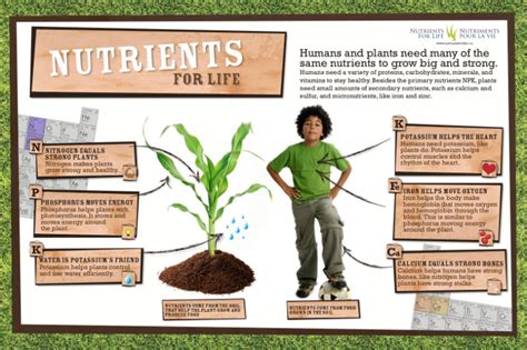 Posters And Cards For The Classroom Nutrients For Life Canada