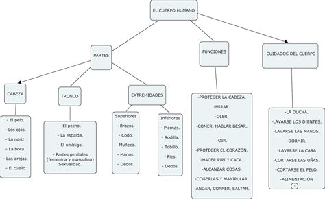 Conocemos Nuestro Cuerpo Humano Mapa Conceptual Sobre El Cuerpo Humano