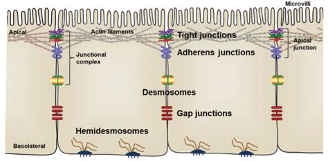 Arrangement Of Intestinal Epithelial Cells And Intercellular Junctions