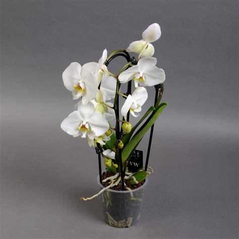 Descubra Kuva Phalaenopsis Branches Thptnganamst Edu Vn