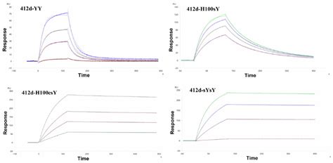 Spr Sensorgrams Determined At 25 °c For 412d Yy 412d H100sy