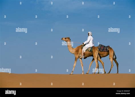 Riding Camels Wahiba Sands Hi Res Stock Photography And Images Alamy