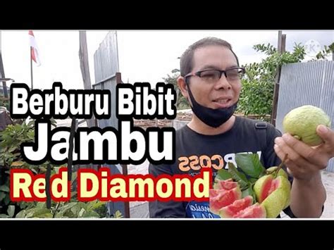 Berburu Bibit Jambu Kristal Red Diamond Youtube