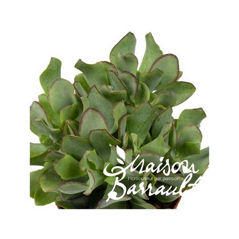 Crassula Curly Grey