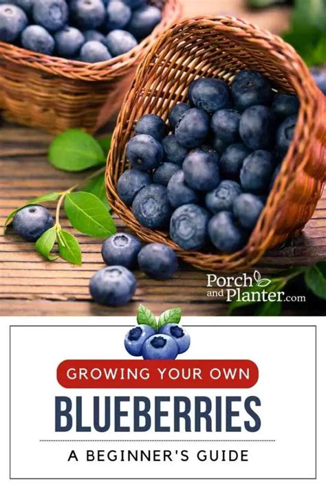 Growing Your Own Blueberries A Beginner S Guide Porch And Planter