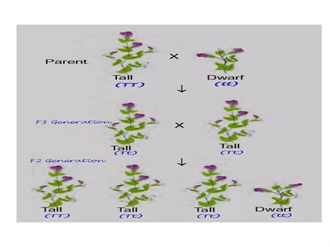 Patterns Of Inheritance Mendelian Inheritance Ppt