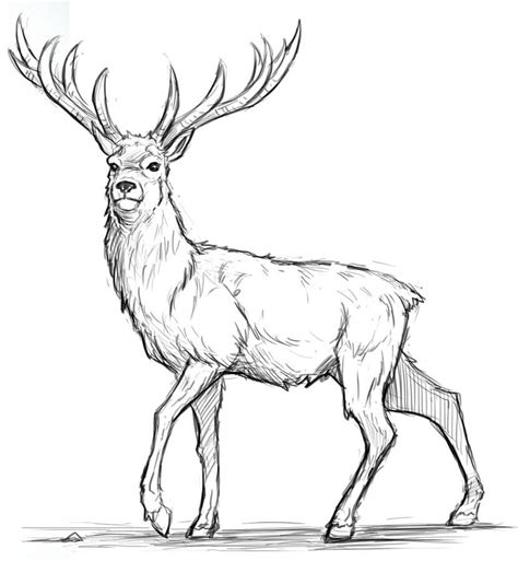 How To Draw A Deer Step By Step For Beginners Artofit