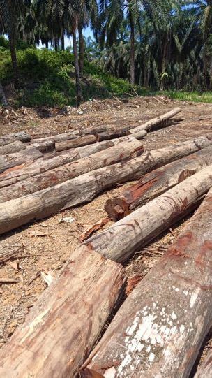 Borneo Ironwood