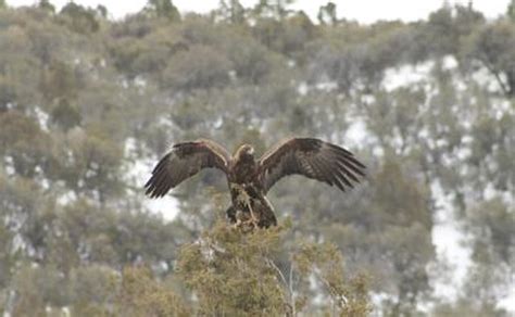 What Is an Eagle's Natural Habitat? | Gone Outdoors | Your Adventure Awaits