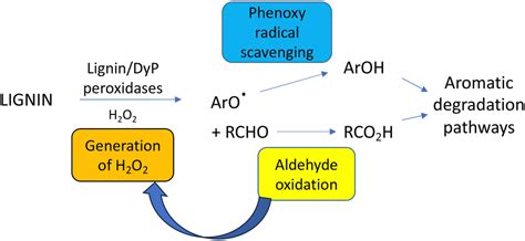 The Chemical Logic Of Enzymatic Lignin Degradation Chemical