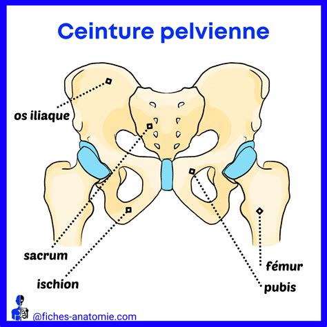 Ceinture Pelvienne Anatomie Humaine Ceinture De Soutien Pelvien