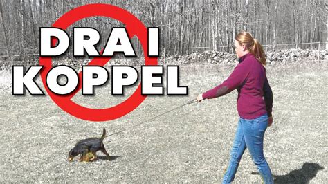 Varf R R Det Sv Rt Att F Hunden Till Att Sluta Dra I Koppel Youtube