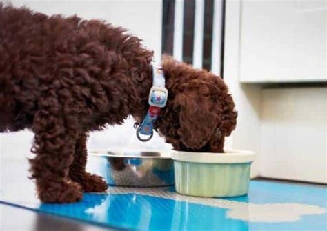 10 Consejos Para Alimentar De Manera Saludable A Tu Perro Caniche Toy