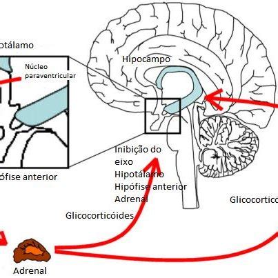 Mecanismo de ação dos glicocorticóides Download Scientific Diagram