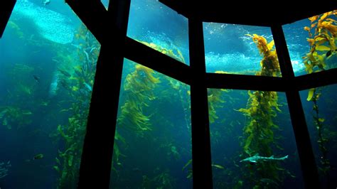 Sea Life Wallpaper HD Download