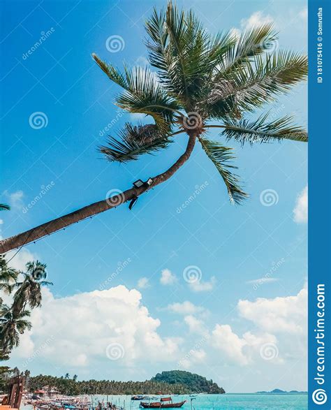 Coconut Tree Koh Samui Beach Stock Photo Image Of Hairstyle Beach