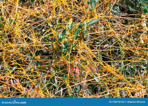 Dodder Genus Cuscuta Is The Parasite Wraps Stock Photo Image Of